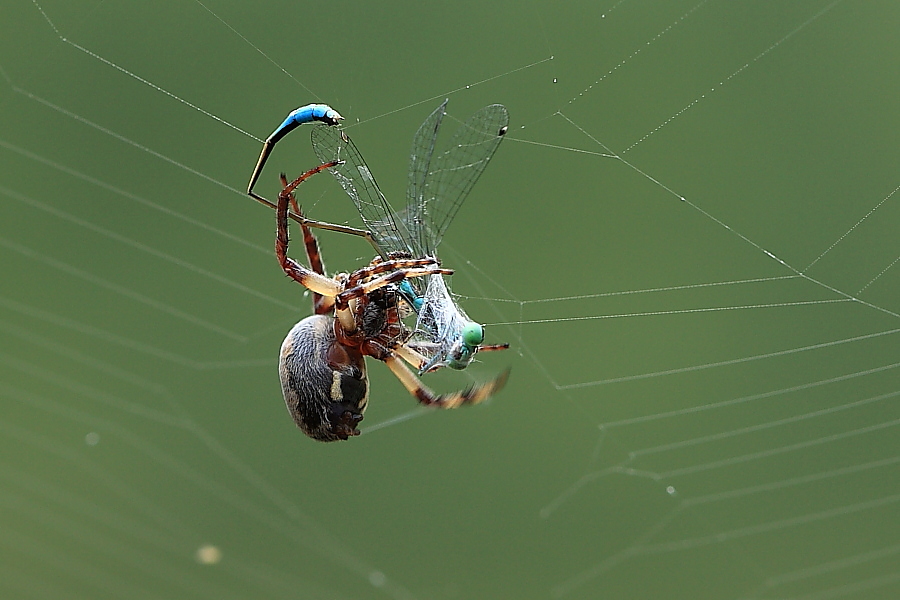 Larinioides sp.